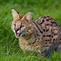 slides/_MG_7365.jpg wildlife, feline, cat, predator, fur, spot, african, serval WBCW32 - African Serval
